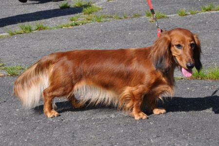 Jamnik d�ugow�osy standardowy – NABILA NABIGAIL Kollapsar